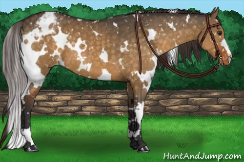 Horse Color:White Spotted Buckskin Dun Snowflake Varnish 