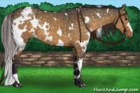 Horse Color:White Spotted Buckskin Dun Snowflake Varnish