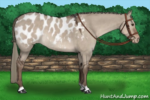 Horse Color:Liver Red Dun Appaloosa