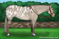 Horse Color:Liver Red Dun Appaloosa 