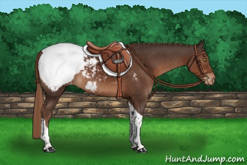 Horse Color:Liver Chestnut Tobiano Appaloosa 