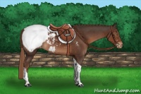 Horse Color:Liver Chestnut Tobiano Appaloosa 