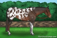 Horse Color:Liver Chestnut Tobiano Appaloosa 