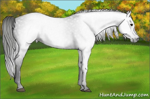 Horse Color:Gray Black 
