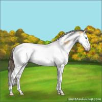 Horse Color:Amber Cream Champagne Splash Tobiano Rabicano 