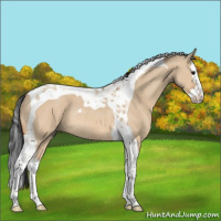 Horse Color:Bay Dun Splash Tobiano Rabicano 