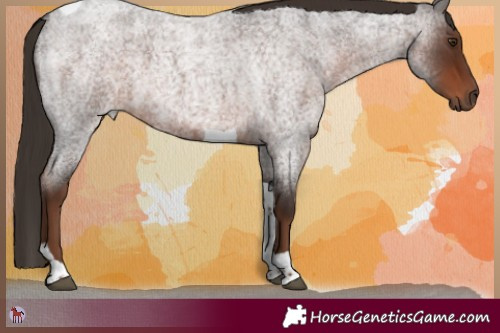Horse Color:Liver Red Roan Tobiano 