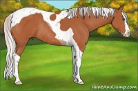 Horse Color:Silver Bay Splash Tobiano Rabicano