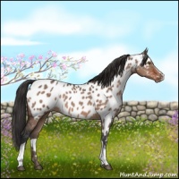 Horse Color:White Spotted Brown Dun Appaloosa