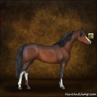 Horse Color:White Spotted Brown Rabicano