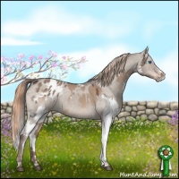 Horse Color:White Spotted Liver Red Dun Splash and Liver Red Dun Sabino Blanket