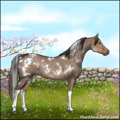 Horse Color:White Spotted Liver Red Dun Rabicano 