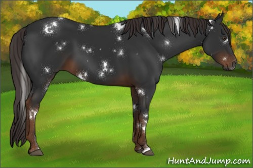 Horse Color:Gray White Spotted Liver Chestnut