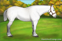 Horse Color:Gray Brown Dun