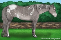 Horse Color:Platinum White Spotted Chocolate Palomino Sabino Appaloosa 