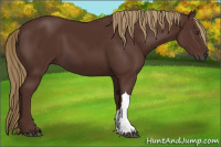 Horse Color:Gray Chestnut 