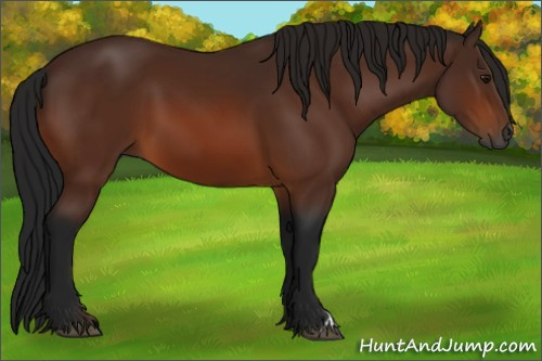 Horse Color:Gray Bay