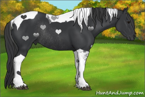 Horse Color:Black Tobiano Rabicano 