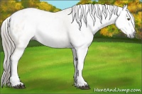 Horse Color:Gray Buckskin Dun Sabino Blanket 