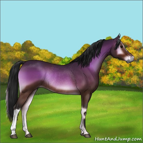 Horse Color:Gray Bay Onyx Rabicano 