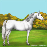 Horse Color:Gray Silver Grullo Pearl Appaloosa