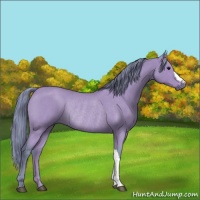 Horse Color:Watercolor Blue Roan Rabicano 