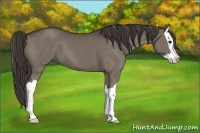 Horse Color:Smoky Black Splash 
