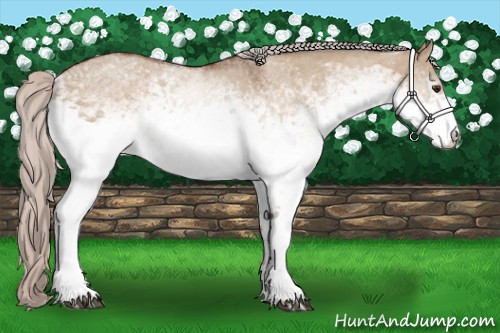 Horse Color:White Spotted Silver Brown Dun 