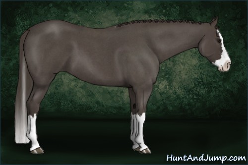 Horse Color:Smoky Blue Roan Splash 