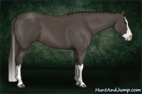 Horse Color:Smoky Blue Roan Splash 