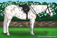 Horse Color:Silver Brown Dun Splash Appaloosa 