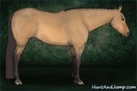 Horse Color:Buckskin Dun 