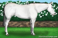 Horse Color:White Spotted Bay Dun