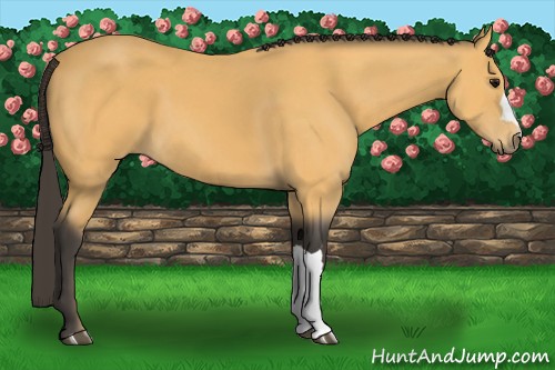 Horse Color:Buckskin 