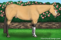 Horse Color:Buckskin 