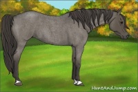Horse Color:Smoky Blue Roan