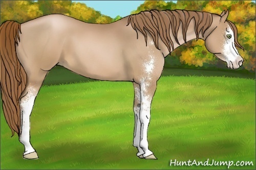Horse Color:Liver Chestnut Pearl Sabino 