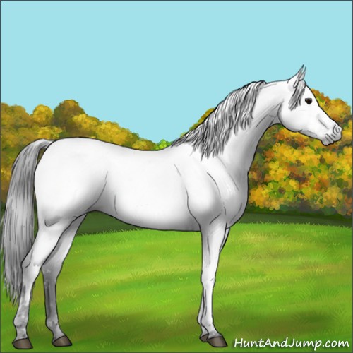 Horse Color:Gray Black Near Fewspot 