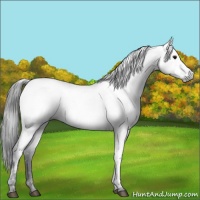 Horse Color:Gray Black Near Fewspot