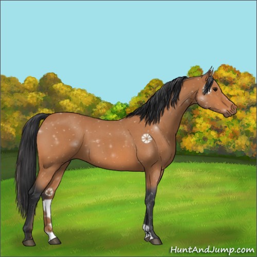 Horse Color:Bay Roan 