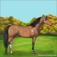 Horse Color:Bay Roan 