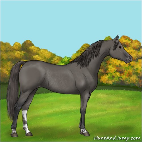 Horse Color:Grullo Appaloosa Rabicano 