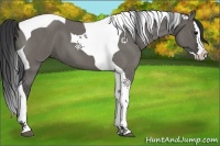 Horse Color:Grullo Roan Splash Tobiano 