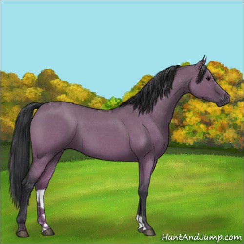 Horse Color:Grullo Roan 