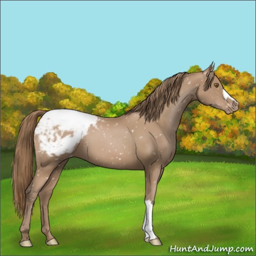 Horse Color:Black Pearl Appaloosa 