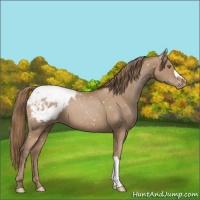 Horse Color:Black Pearl Appaloosa 