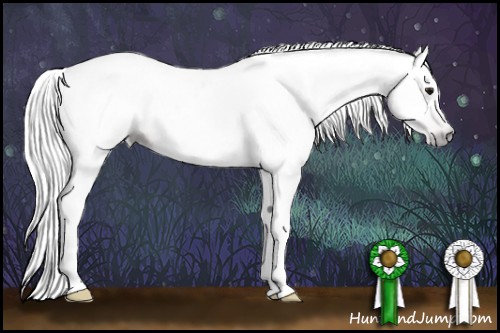 Horse Color:Gray Black Pearl Appaloosa 