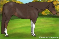 Horse Color:Liver Chestnut Tobiano