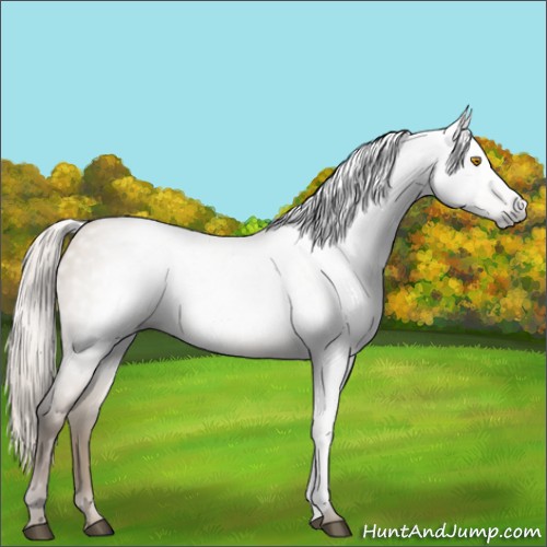 Horse Color:Gray Silver Grullo Roan Pearl 