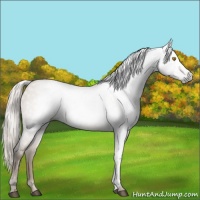 Horse Color:Gray Silver Grullo Roan Pearl 